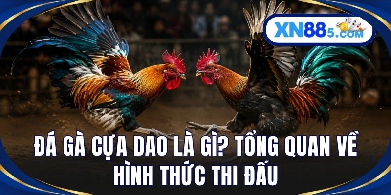 Đá gà cựa dao là gì? Tổng quan về hình thức thi đấu
