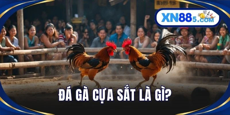 Đá gà cựa sắt là gì?