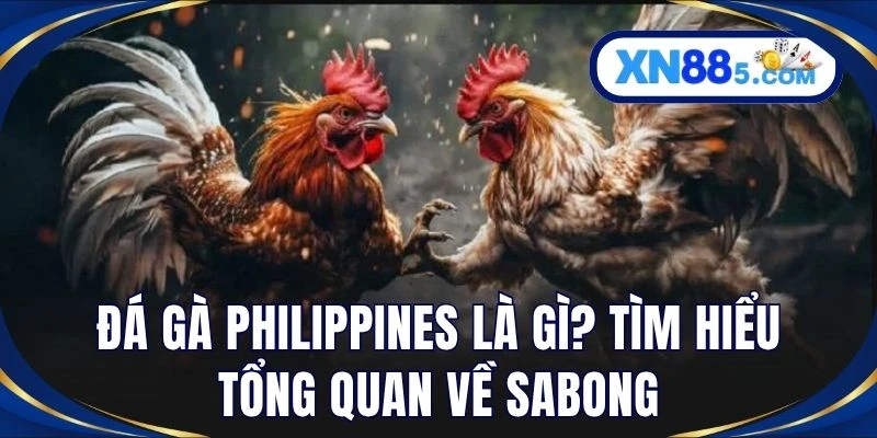 Đá gà Philippines là gì? Tìm hiểu tổng quan về Sabong