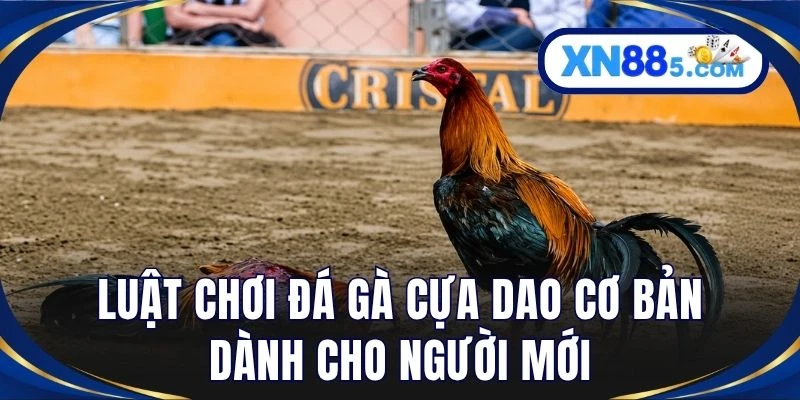 Luật chơi đá gà cựa dao cơ bản dành cho người mới
